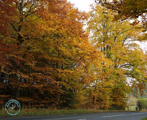 Scottish Borders 9P64D-126.JPG